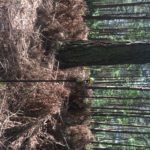 Forest Surveys